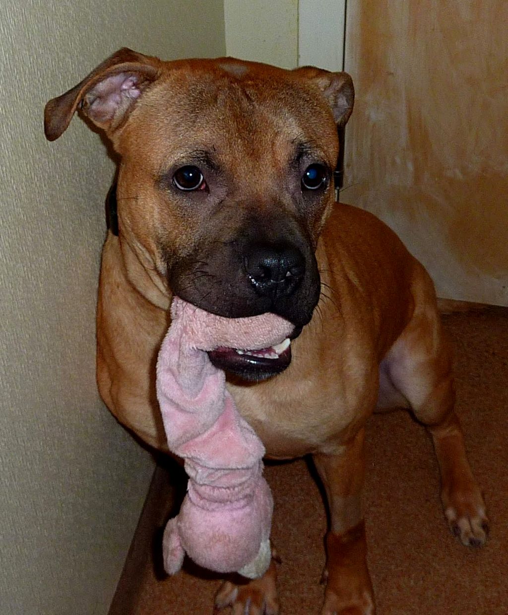 9 Things You Need To Know Before Getting A Pitbull Boxer Mix