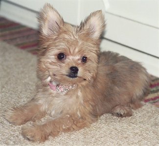 chihuahua cross yorkshire terrier puppies for sale