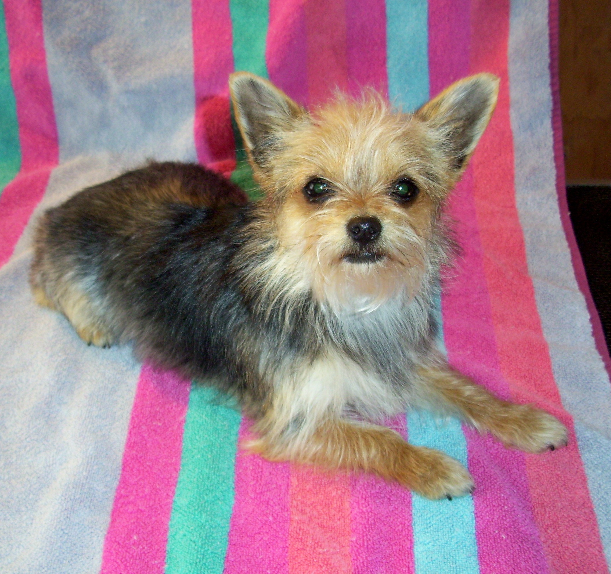 modnes kalk Madison Chorkie (Chihuahua Yorkie Mix) breed review and 13 pictures - Animalso
