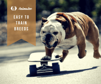easy-to-train-breeds