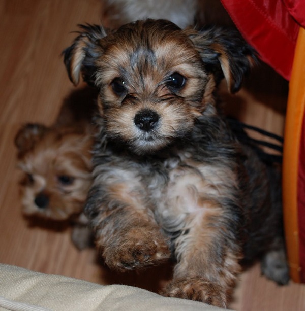 A Shih Tzu and a Yorkshire Terrier Mix: The Ultimate Guide to the Shor –  petventuresbook