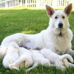 white german shepherd puppies