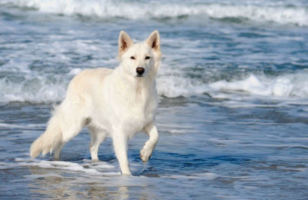 5 Common Questions About The White German Shepherd - Animalso