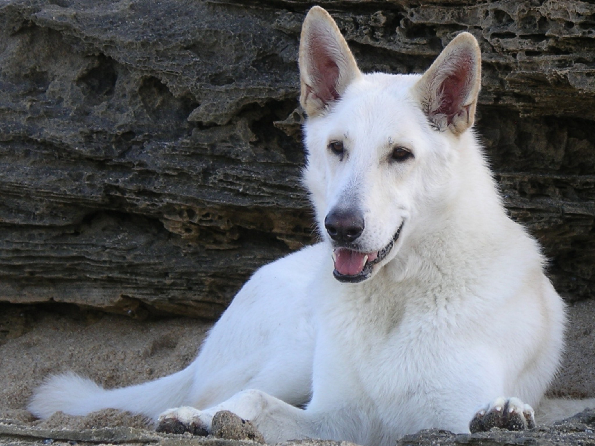 5 Common Questions About The White German Shepherd - Animalso