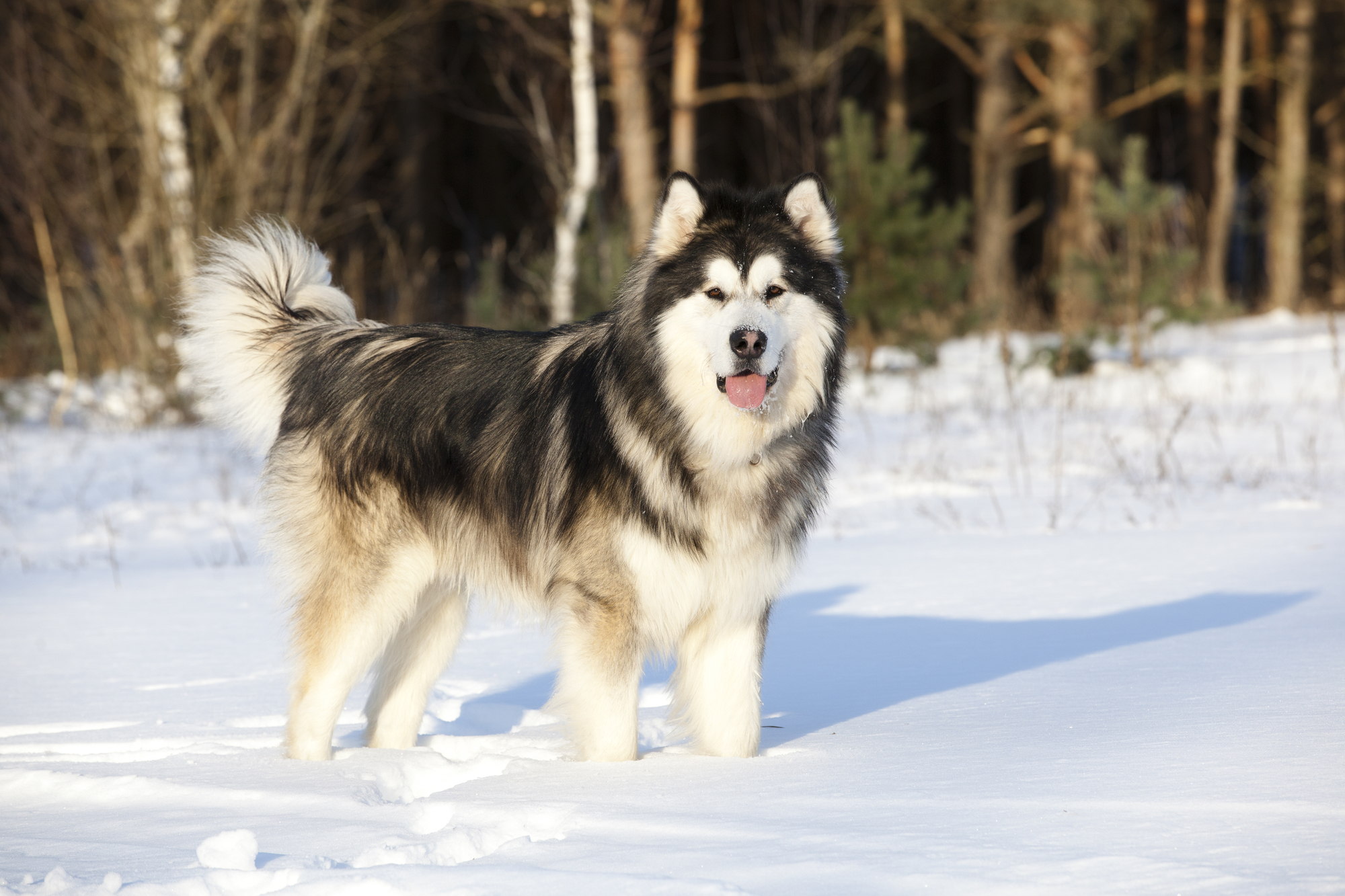 7 Things To Know Before Getting An Alaskan Malamute - Animalso