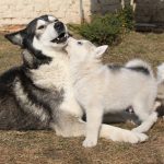 Alaskan malamute parent playing with puppies on the garden