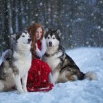 Attractive woman with the dogs. Huskies or Malamute