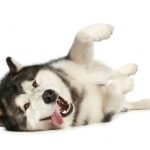 Cheerful malamute playfully lies on a white background