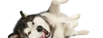 Cheerful malamute playfully lies on a white background