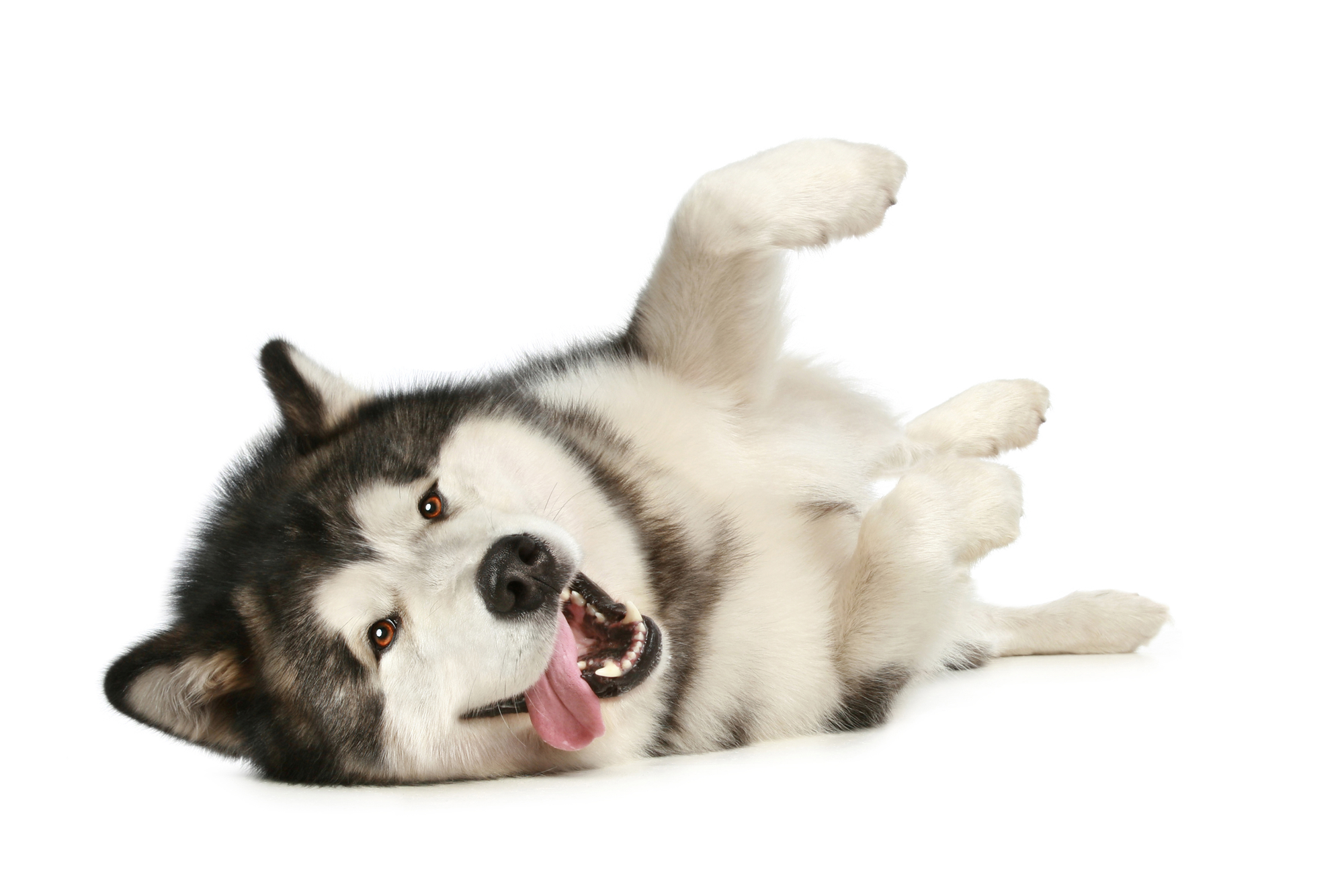7 Things To Know Before Getting An Alaskan Malamute Animalso