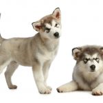 Two puppies malamute (3 months) pose on a white background