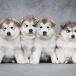 One month old alaskan malamute puppies against grey background