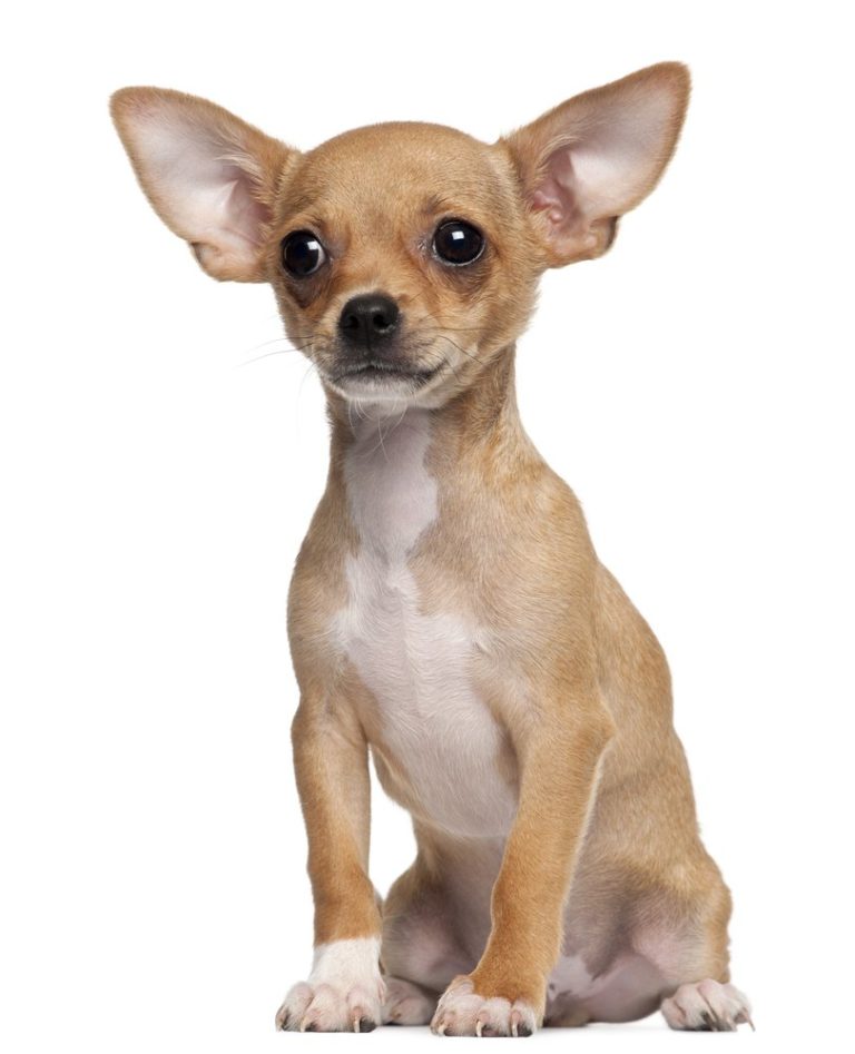 7 Things that Make Chihuahua an Amazing Breed Animalso