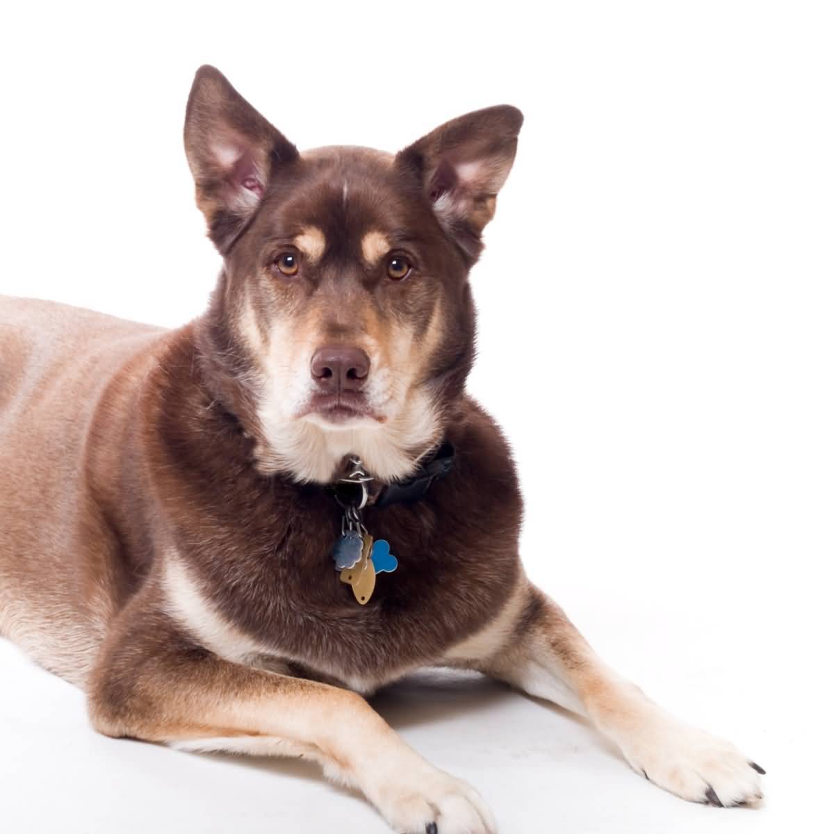 What You Need To Know Before Getting A Husky Lab Mix - Animalso