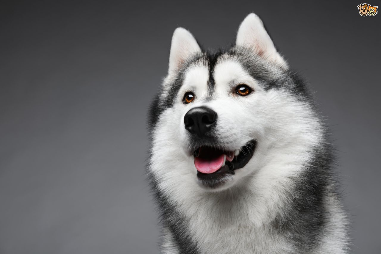 7 Things You Need To Know About The Siberian Husky - Animalso