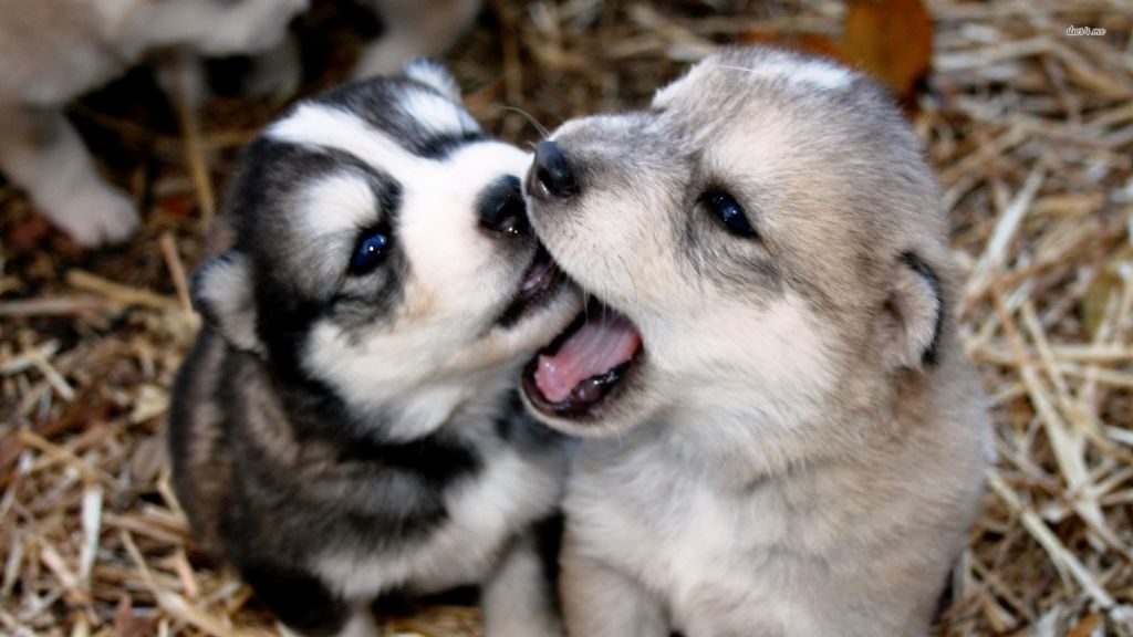 husky greyhound mix puppies
