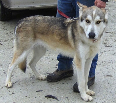9 Things You Need To Know About The Alaskan Husky Animalso