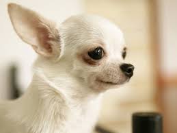 picture of an apple head chihuahua