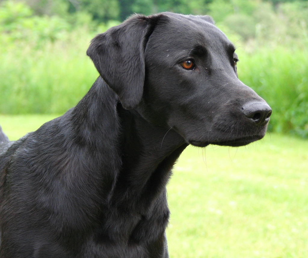What are the characteristics of a small Labrador retriever?