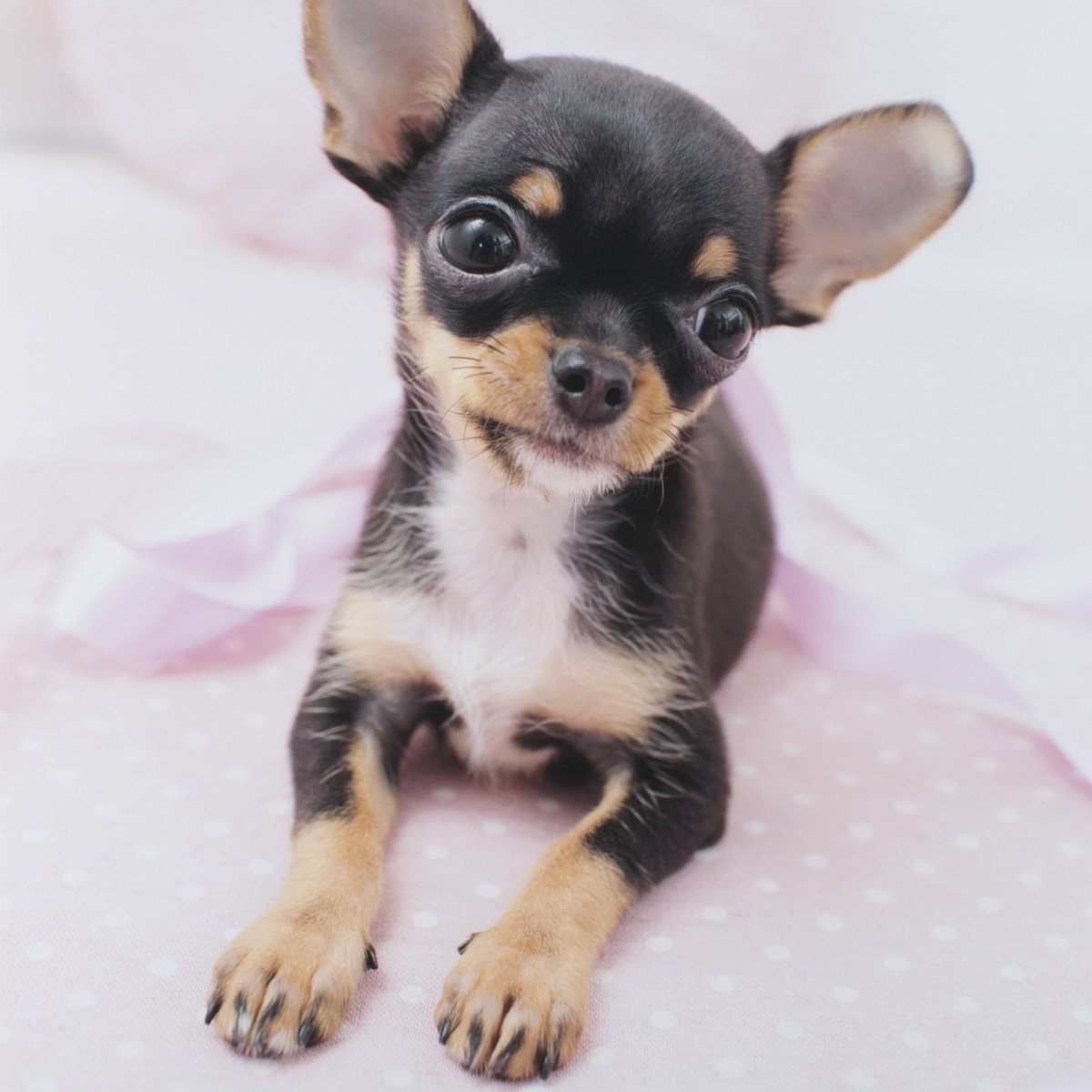 7 Things that Make Chihuahua an Amazing Breed - Animalso