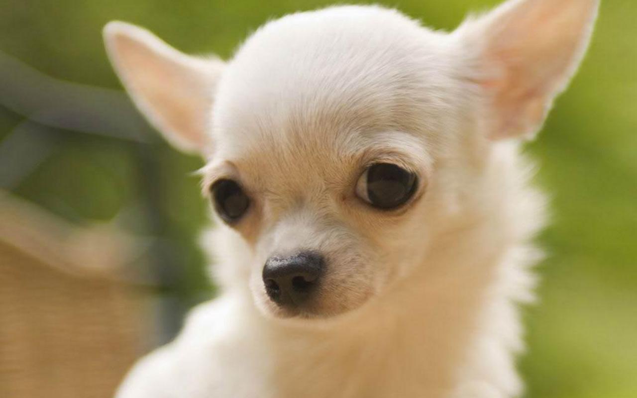 7 Things that Make Chihuahua an Amazing Breed - Animalso