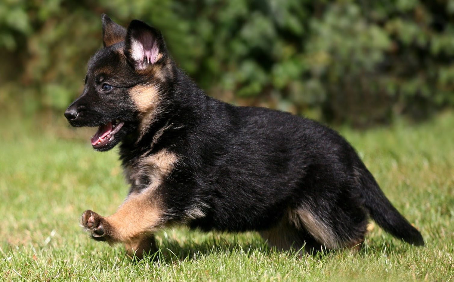 Buy German Shepherd Puppy For Sale In Portugal