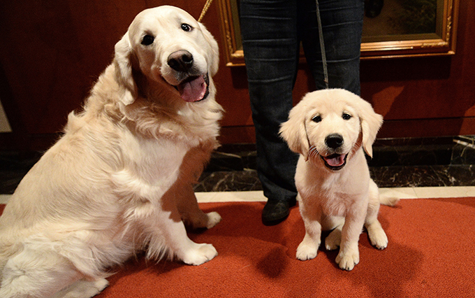 ENERGETIC LABRADOR BLACK & GOLDEN RETRIEVER PUPPIES AT ...