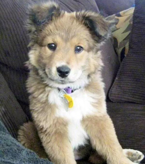 Buy Husky Cross Labrador Puppy | Up To 53% Off
