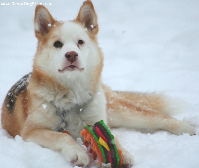 Image Result For Siberian Husky Kid Friendly