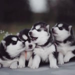 siberian-husky-puppies_1