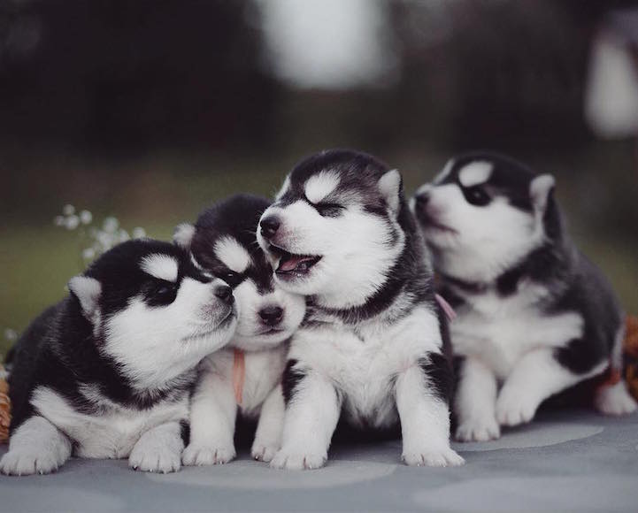 7 Things You Need To Know About The Siberian Husky - Animalso