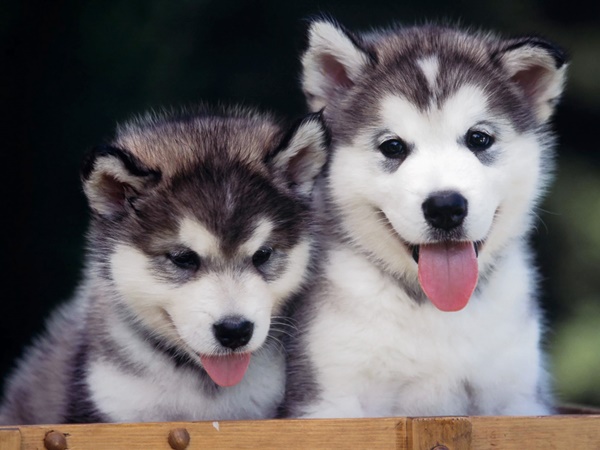 facts about huskies