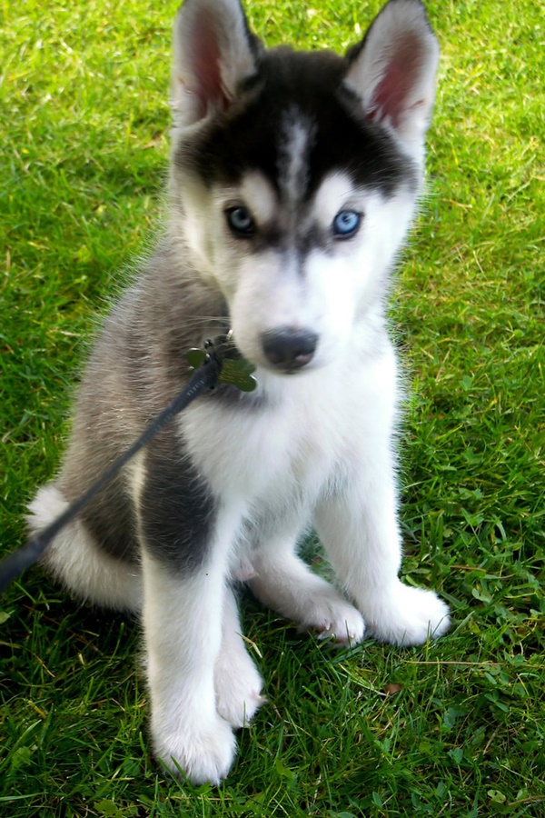 all about husky puppies