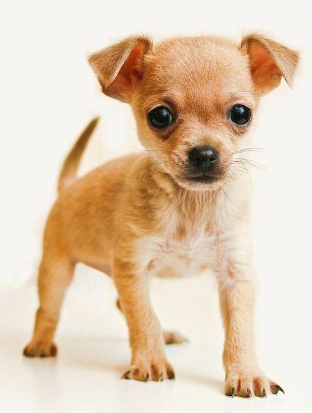 Allergisch Ochtend gymnastiek complicaties The Truth About The Teacup Chihuahua - Animalso