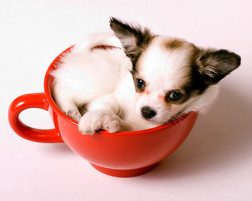 The Truth About The Teacup Chihuahua - Animalso