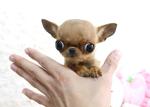The Truth About The Teacup Chihuahua Animalso