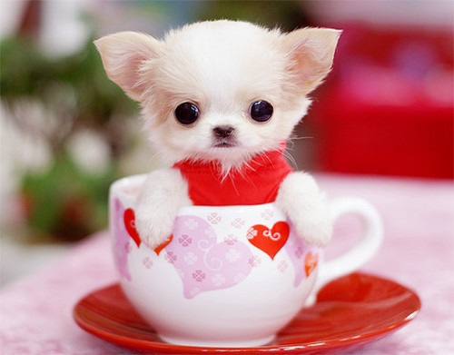 Funny Teacup Chihuahua Puppies For Sale In Texas