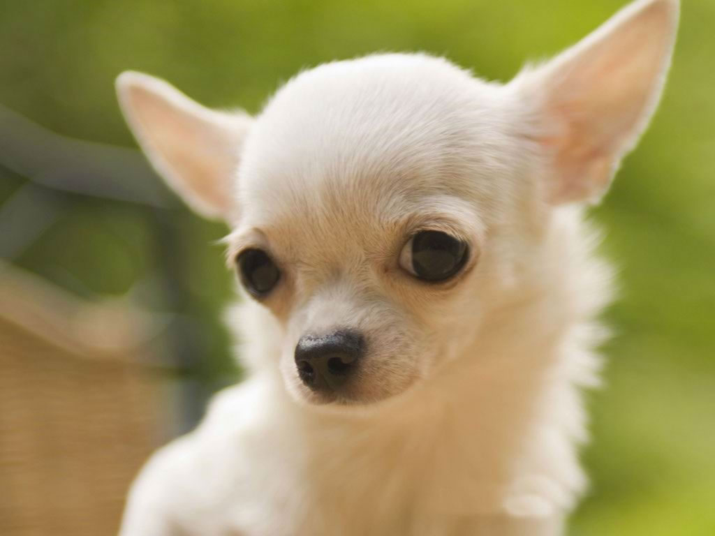 Chihuahuas Are the Most Adorable Creatures in Existence