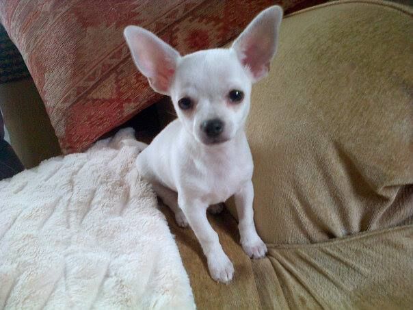 7 Things that Make Chihuahua an Amazing Breed Animalso