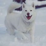 white-siberian-husky_1