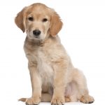 Golden Retriever puppy, 2 months old, sitting in front of white background