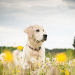 Young dog on the flower meadow