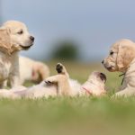 Seven week old golden retriever puppies outdoors on a sunny day.