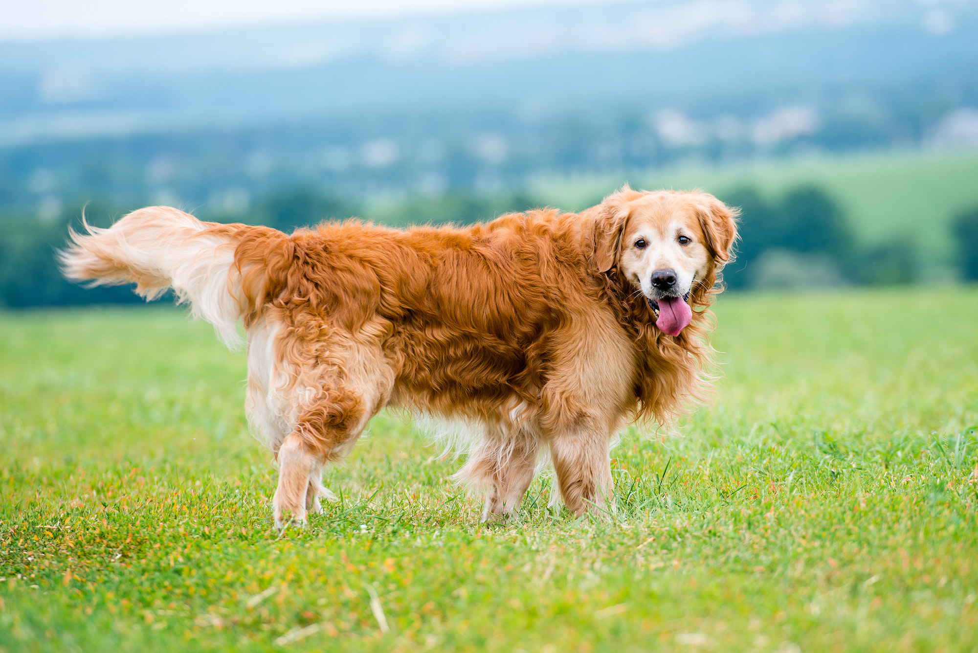 Do Golden Retrievers Make Good House Dogs
