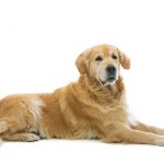 Old beautiul golden retriever dog lying. Isolated over white background. Copy space.