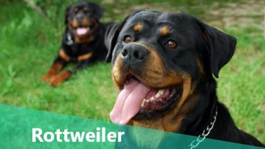 Top 10 Misconceptions About Rottweilers Animalso