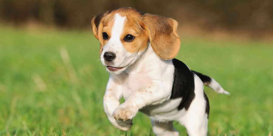 Check out my list of things you should know when having a Beagle, to 