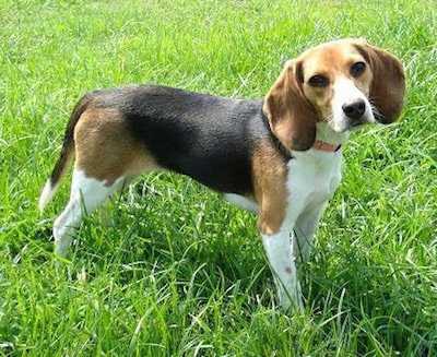 Beagle standing in the grass