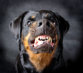 rottweilers-attack_5