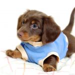 dachshund-puppy_1